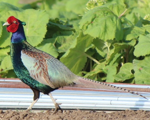 �����{�̍����F�L�W