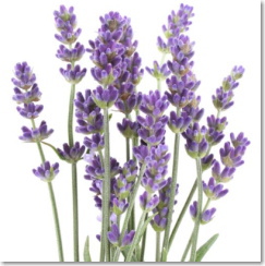 ����i�����E�t���O�����X�j���g��